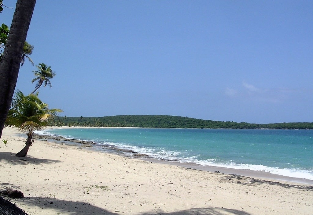 uma praia com palmeiras e um monte ao fundo