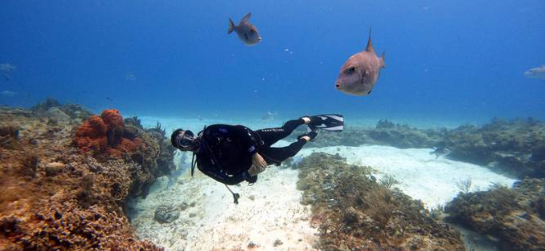 What can we learn about coral reef care in Cozumel?