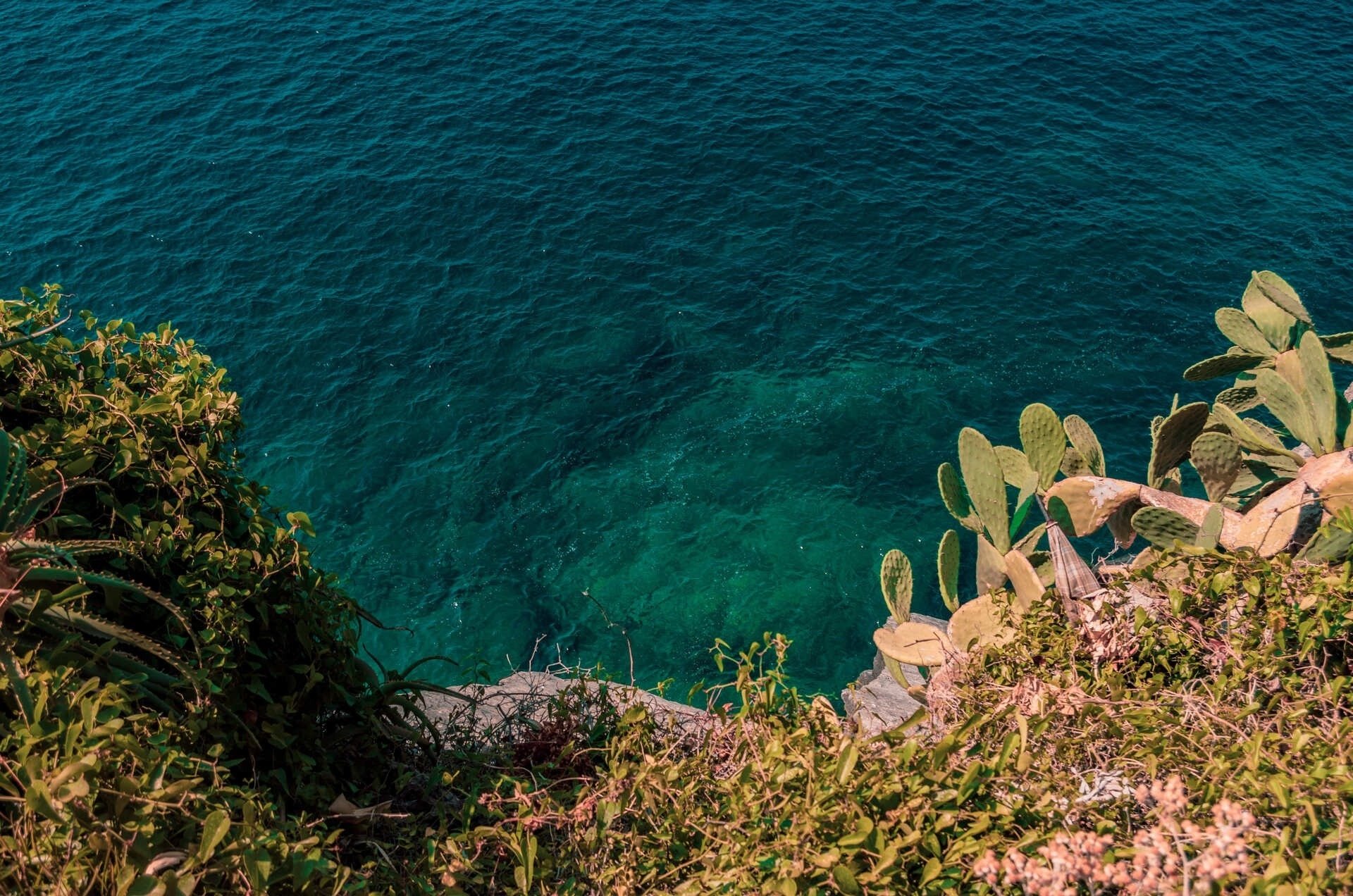 a view of the ocean with a cactus in the foreground