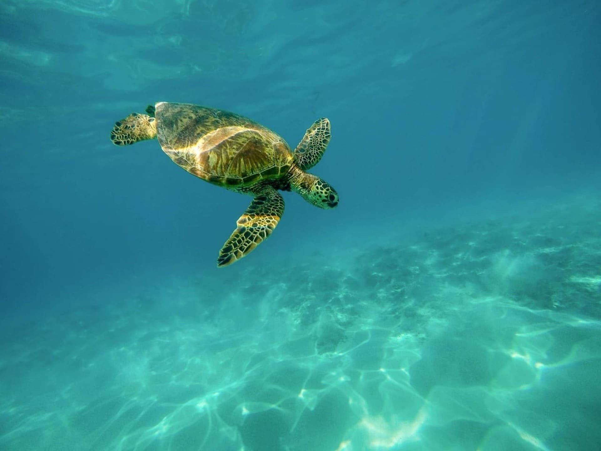 a green sea turtle is swimming in the ocean