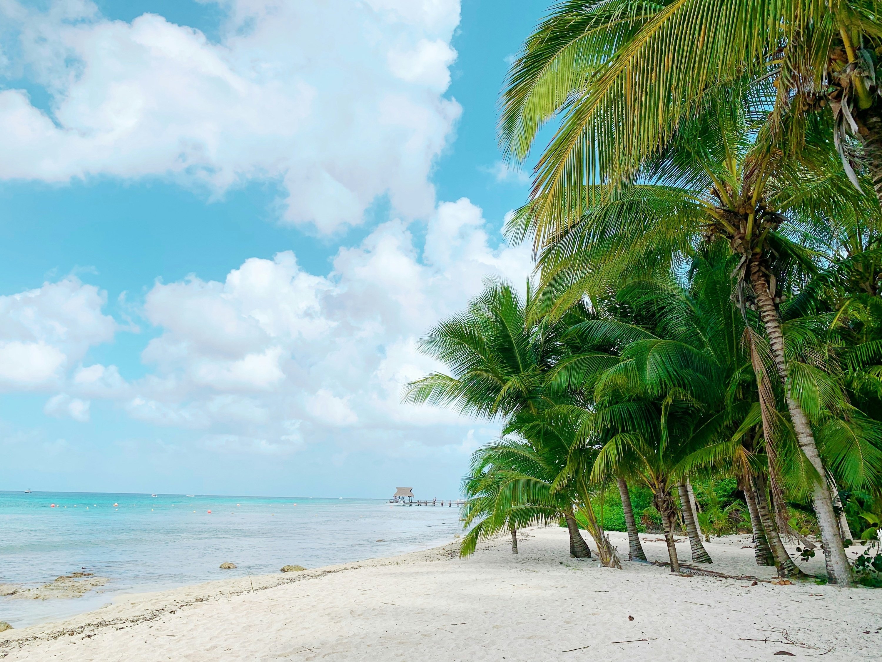 a beach with palm trees and a pier in the background