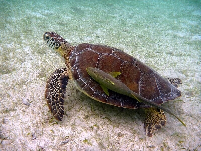 Imagen de una tortuga en el mar de la región de Akumal