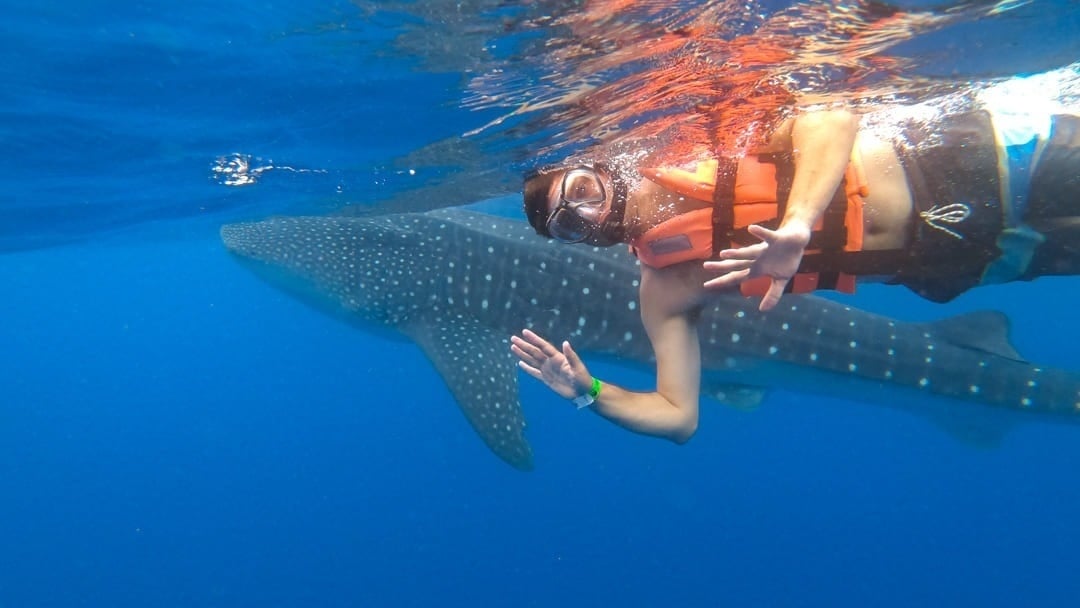 um homem nadando com um tubarão-baleia no oceano