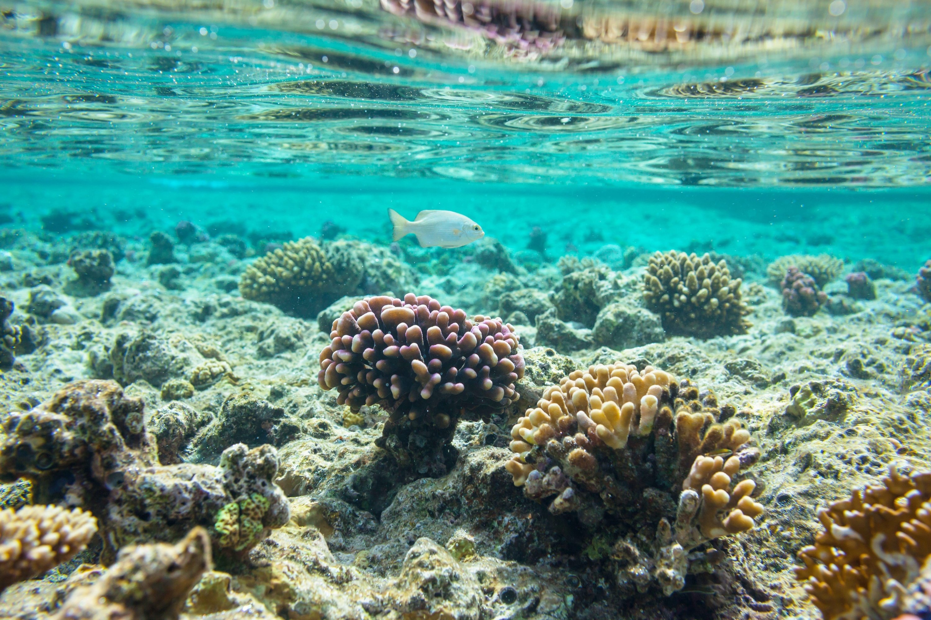 a fish is swimming over a coral reef in the ocean