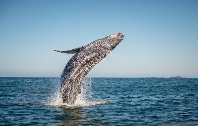 Avistamiento de ballenas, pregunta al equipo del Hotel Grand Park Royal Puerto Vallarta para tour