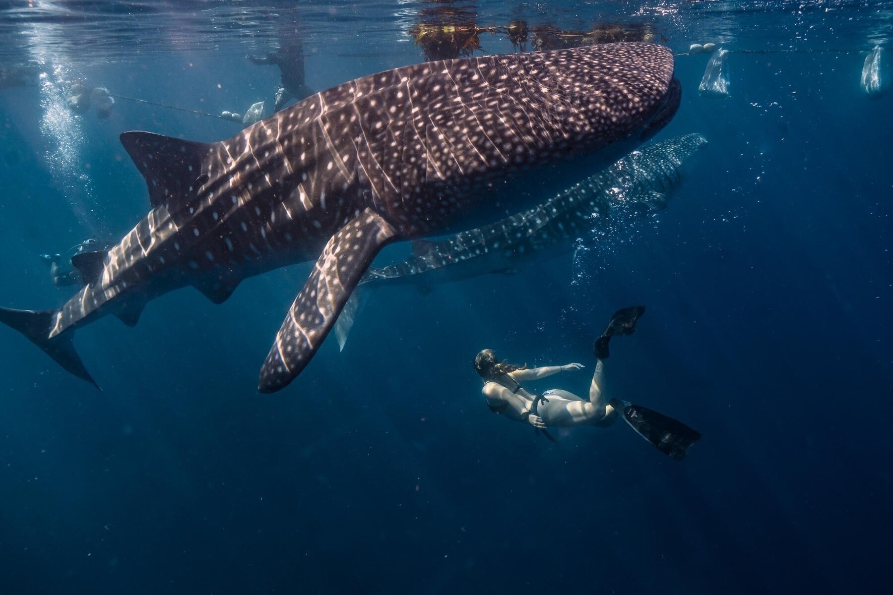 Padrão infinito marinho palmeiras prancha de surf e gatos gráficos