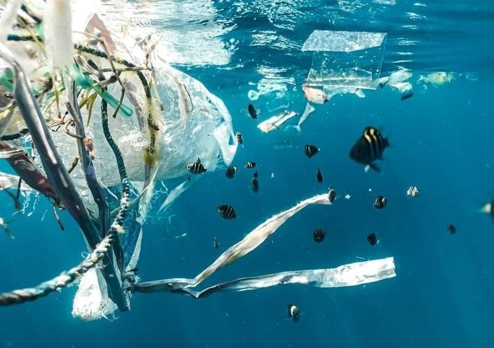 uma bolsa de plástico está flutuando no oceano cercada por peixes