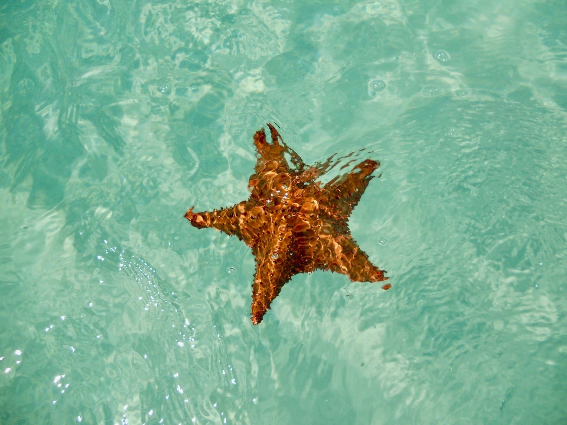 a starfish is floating in a pool of water