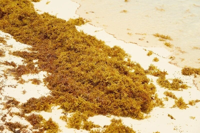 Avoid sargassum season in Cancun