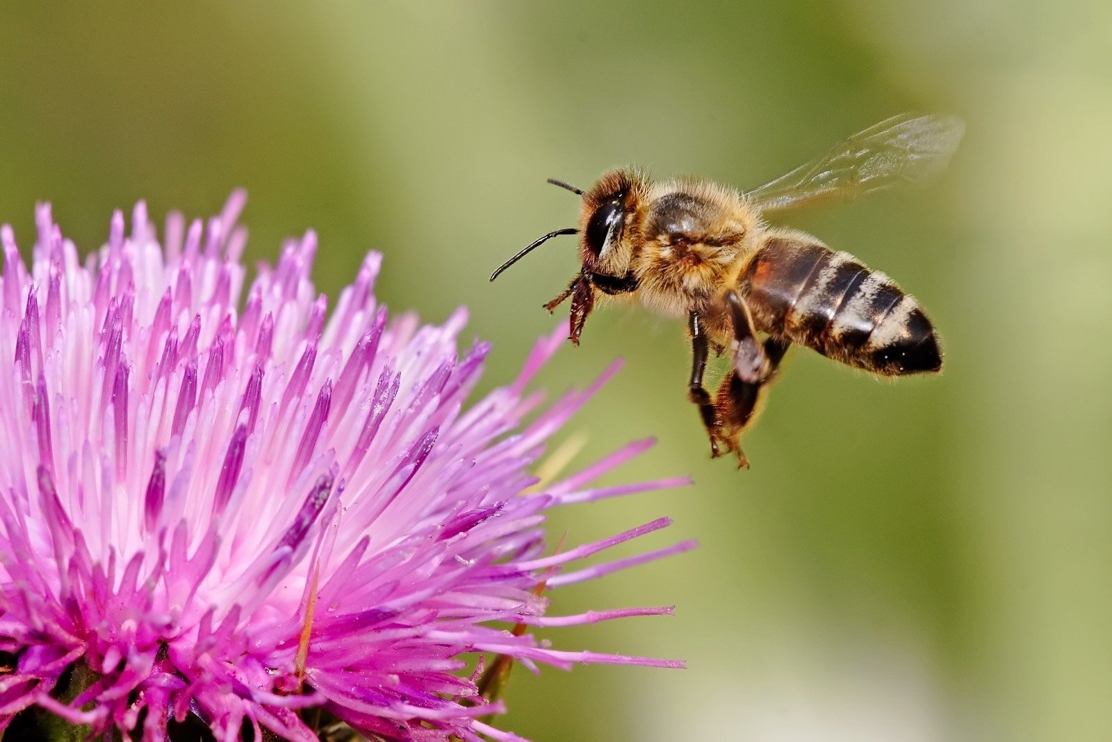una abeja está volando sobre una flor morada