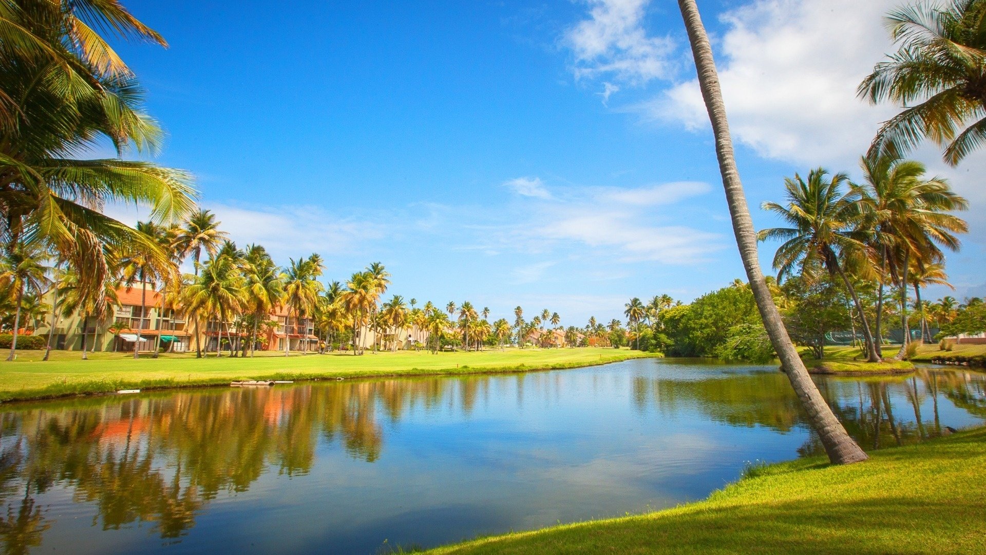 a body of water surrounded by palm trees on a sunny day