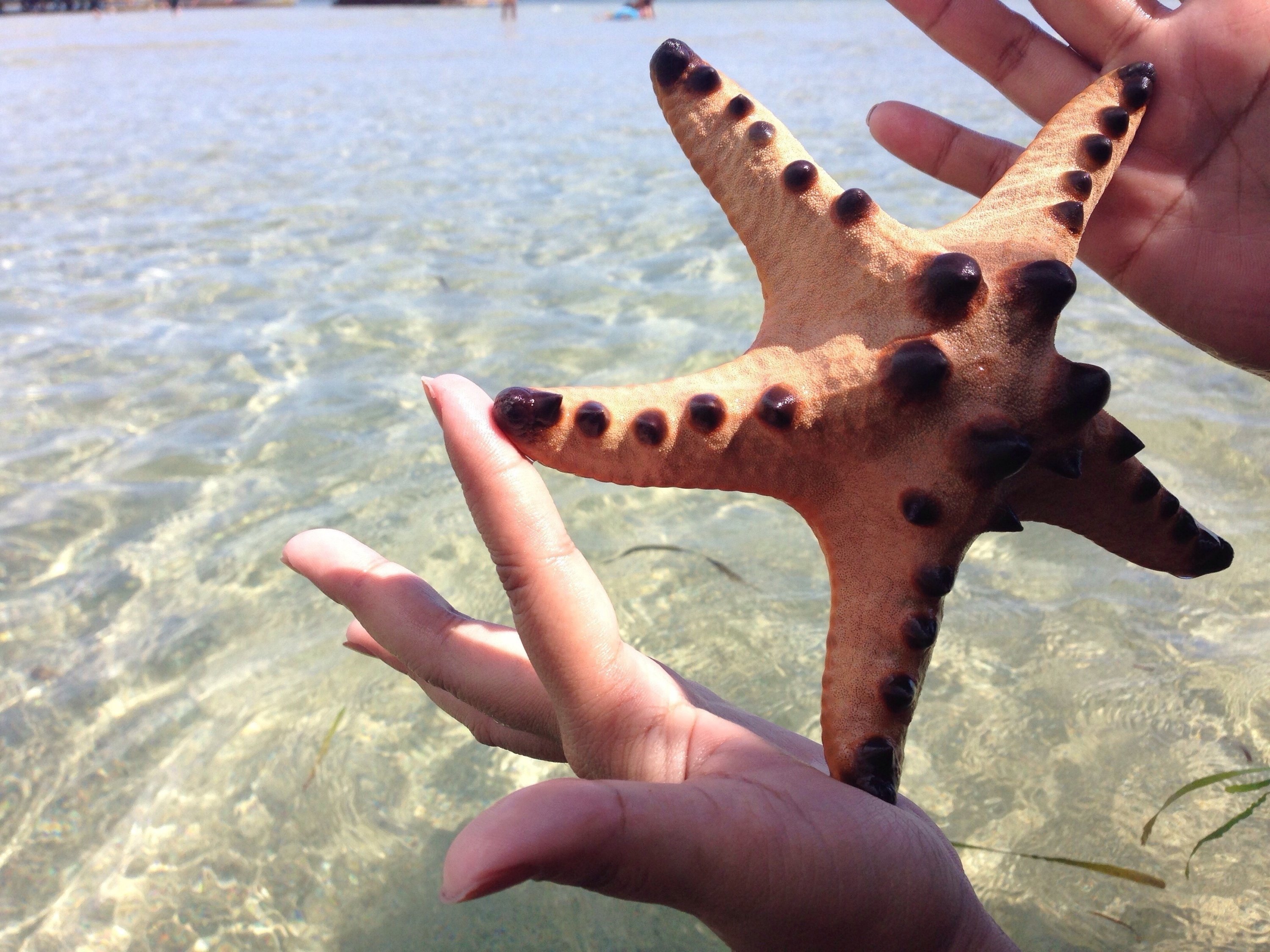 a person is holding a starfish in their hand