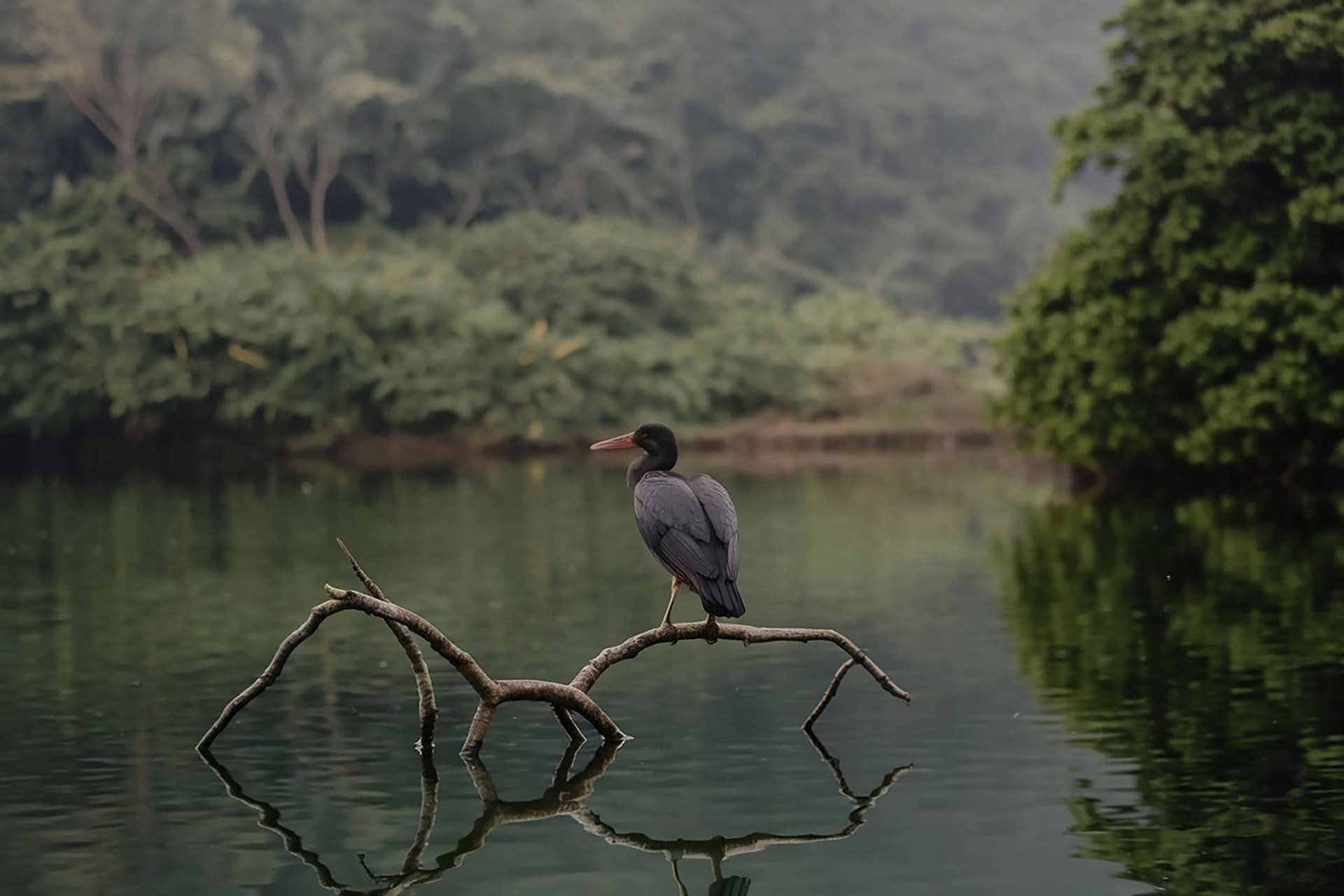 A bird sits on a branch of a mangrove