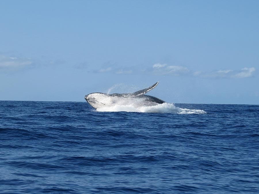 Whale watching in Los Cabos: 2025 guide to the ultimate ocean experience