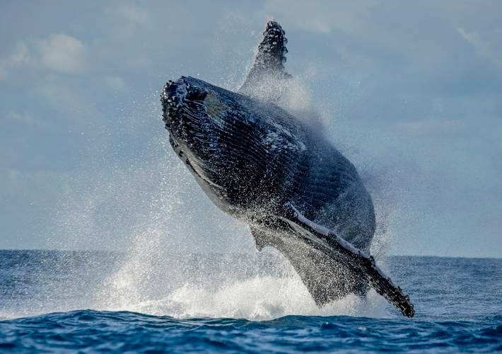 Avistamiento de ballenas en los Cabos | Blog | Park Royal