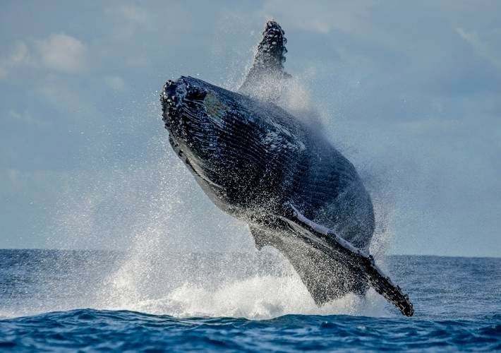 Whale watching in Los Cabos