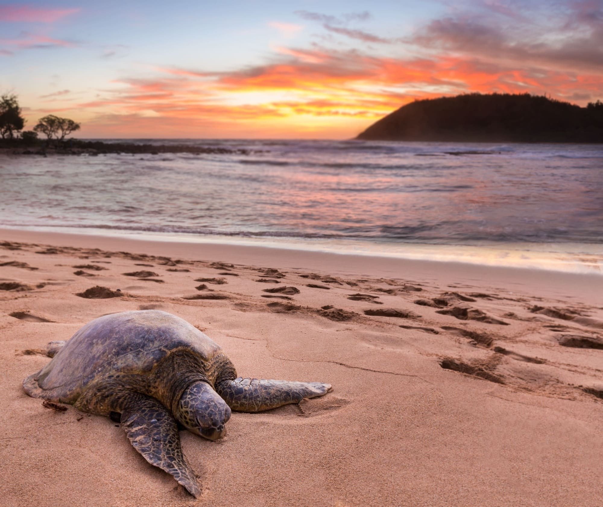 una tortuga se sienta en la playa al atardecer