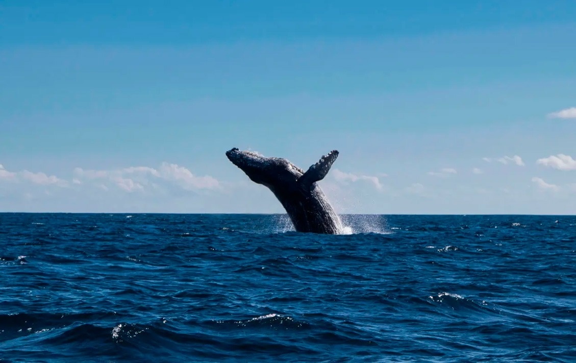 Ballena jorobada salta sobre el océano azul. ¡Una vista increíble desde Park Royal: Club Regina Los Cabos!