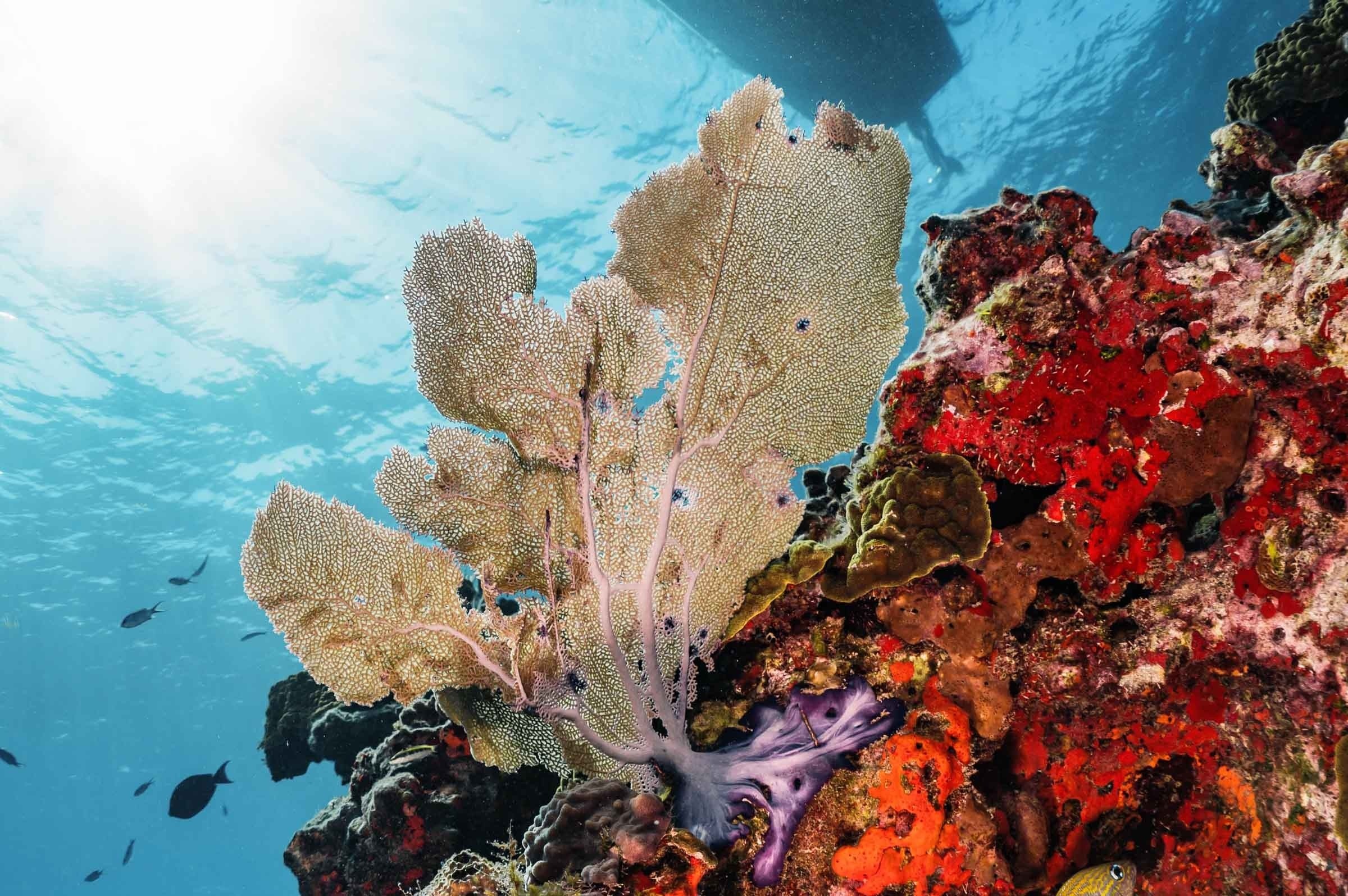 Parque Nacional Arrecife: vida marina y coral vibrante, cerca de Park Royal Club Regina Cancun.