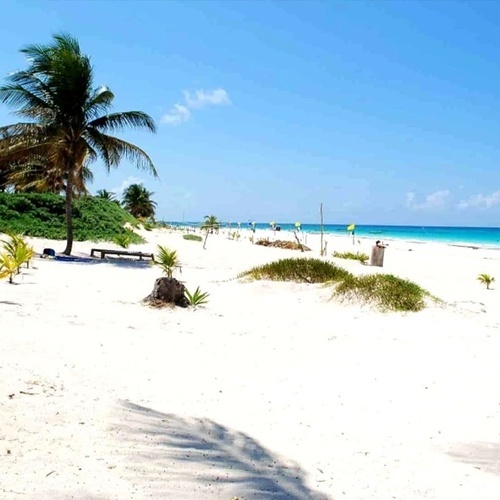 Playa de arena blanca y palmeras. Disfrute del sol en Park Royal: Club Regina Cancún.
