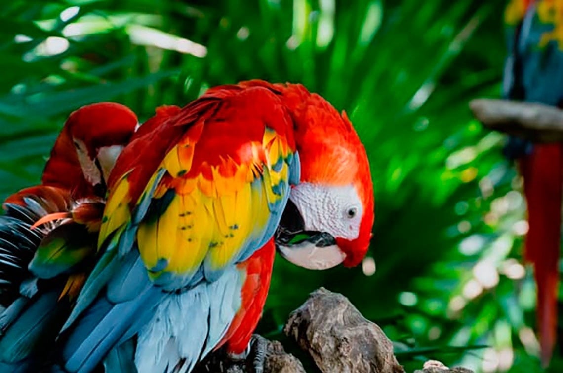 Guacamayas rojas y amarillas vibrantes, ideal para fotos memorables en Park Royal Club Regina Cancún.