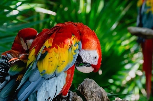 Guacamayas rojas y amarillas en ramas, cerca de Park Royal: Club Regina Cancun