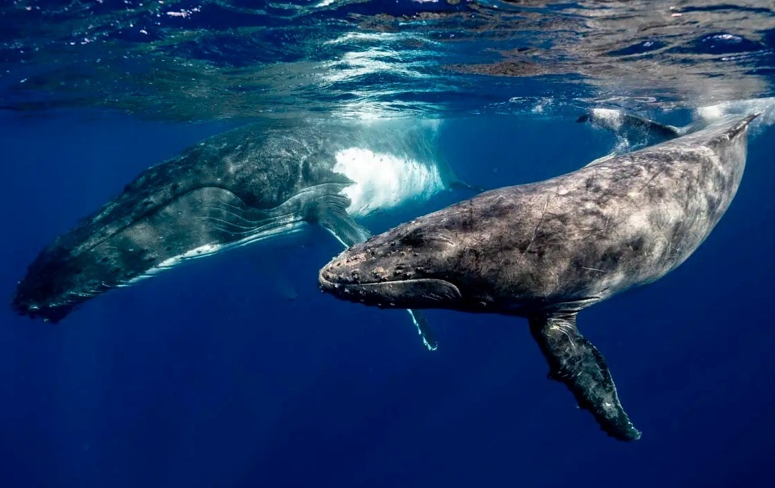 Ballenas jorobadas nadan juntas cerca de Park Royal: Club Regina Puerto Vallarta.