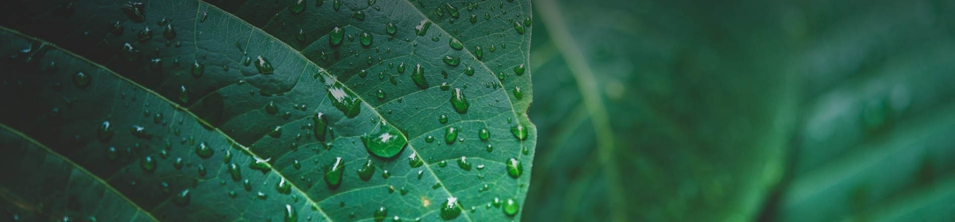 Decorative greenish motif for beach weddings, Mexico