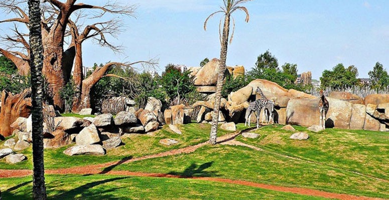 una jirafa camina por un parque rodeado de rocas y árboles