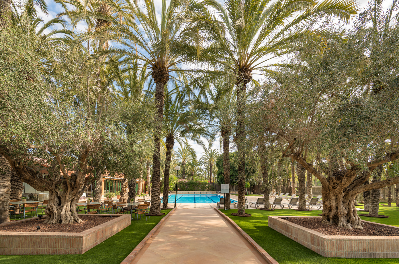 Un camino central rodeado de palmeras y olivos centenarios lleva a una refrescante piscina azul bajo un cielo soleado.
