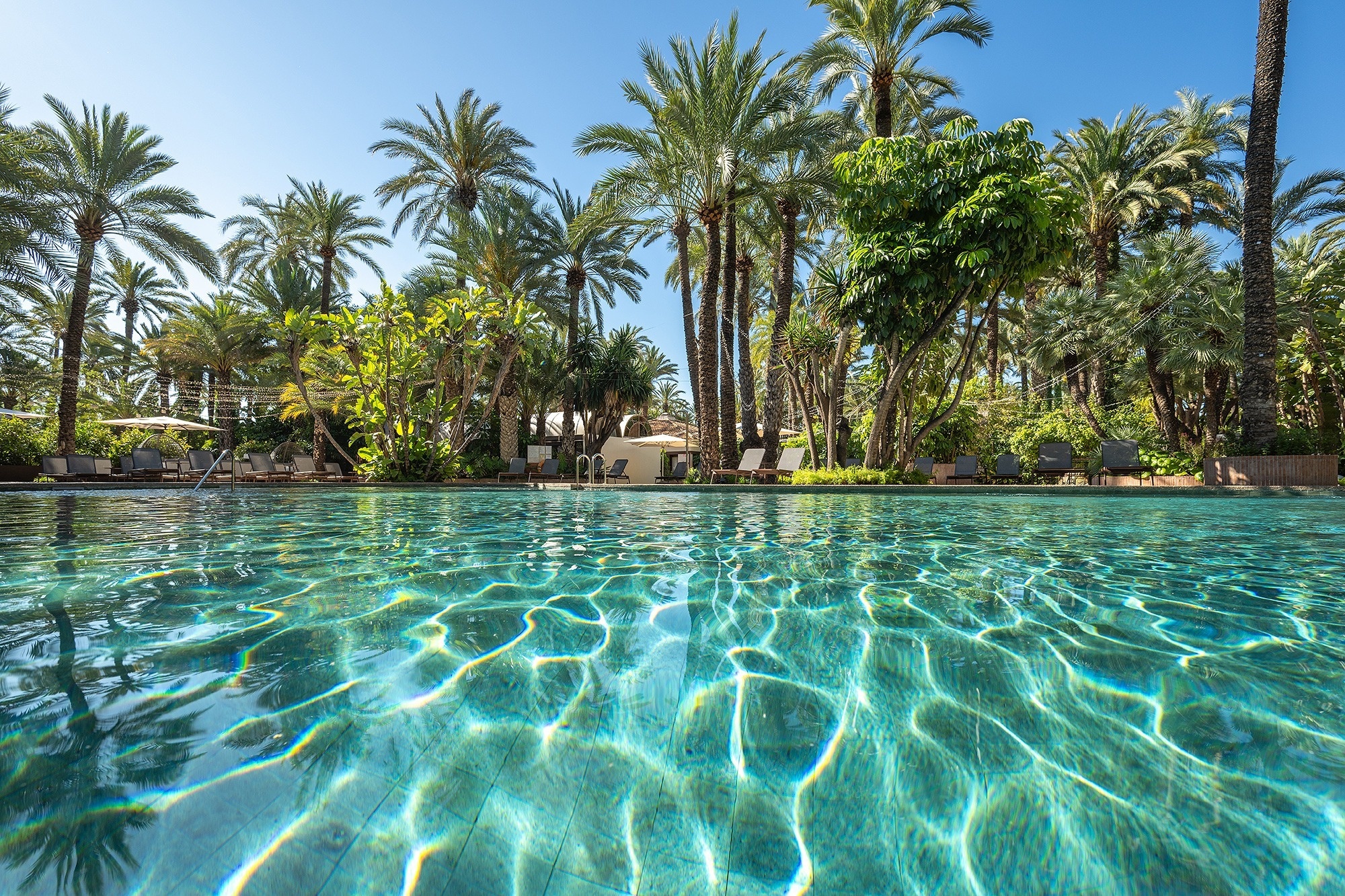 a large swimming pool surrounded by palm trees