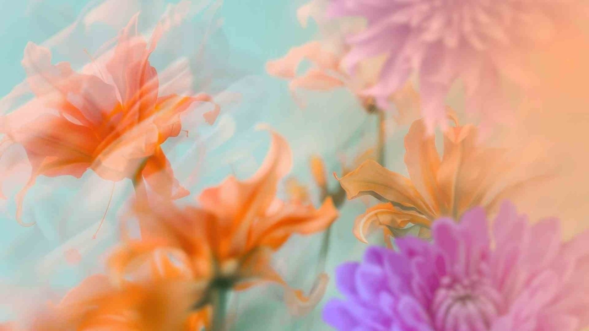 a close up of a purple and orange flower on a blue background