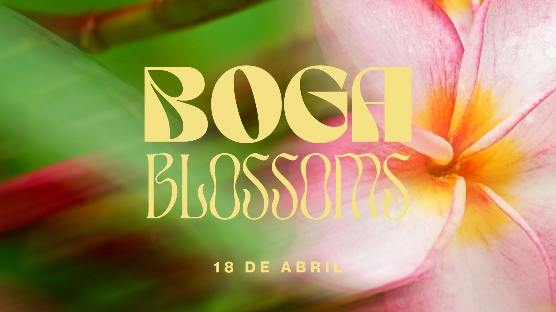 La imagen muestra el texto estilizado en amarillo "BOGA BLOSSOMS" y "18 DE ABRIL" sobre un fondo floral desenfocado de una flor rosa y amarilla con follaje verde.