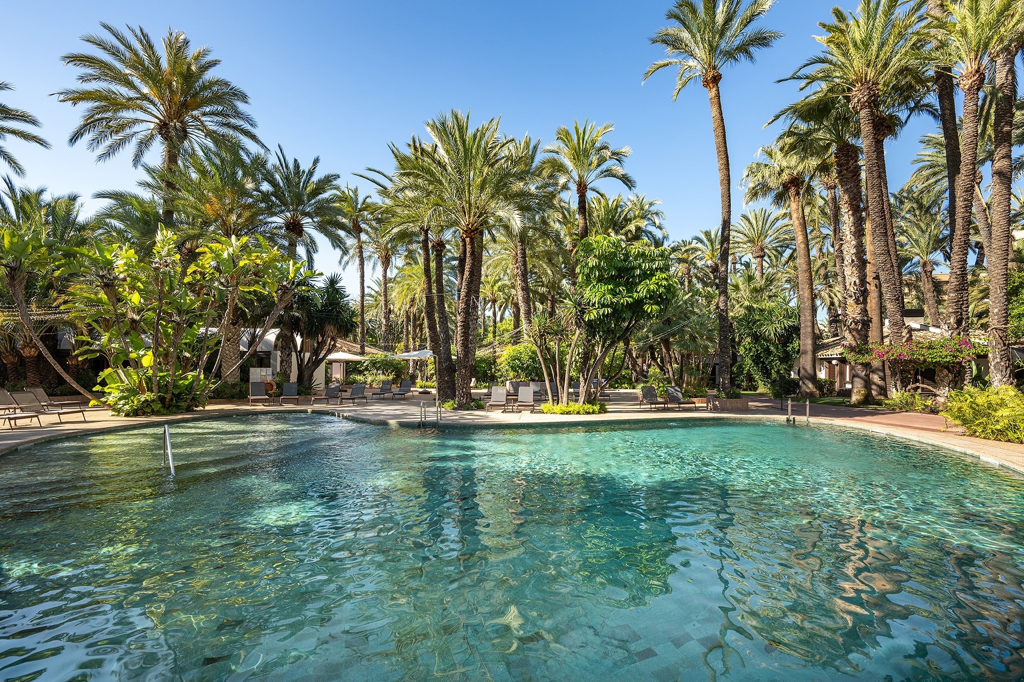 a large swimming pool surrounded by palm trees