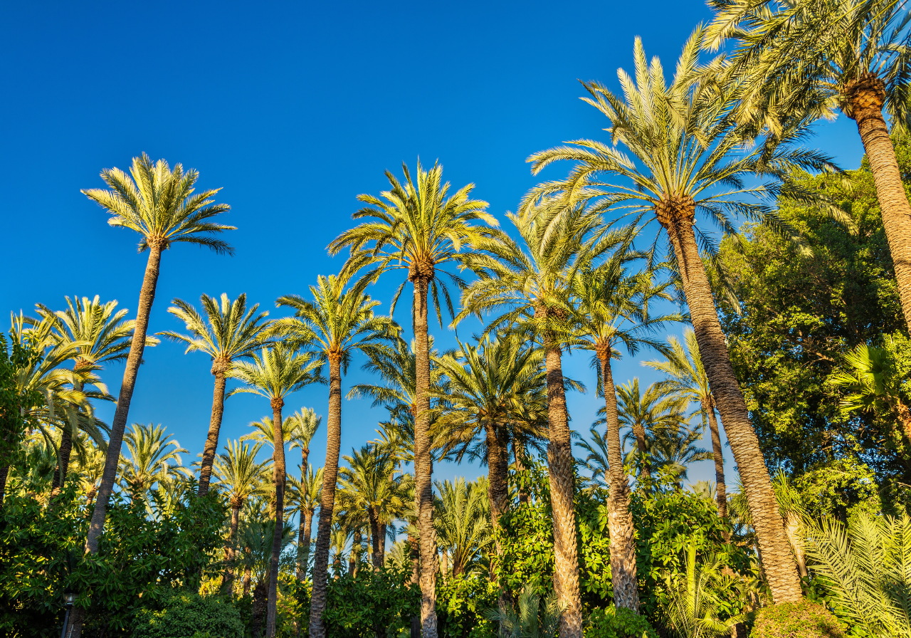 Una vista soleada de un edificio histórico de piedra con una llamativa cúpula azul y un campanario alto, situado en una plaza arbolada.