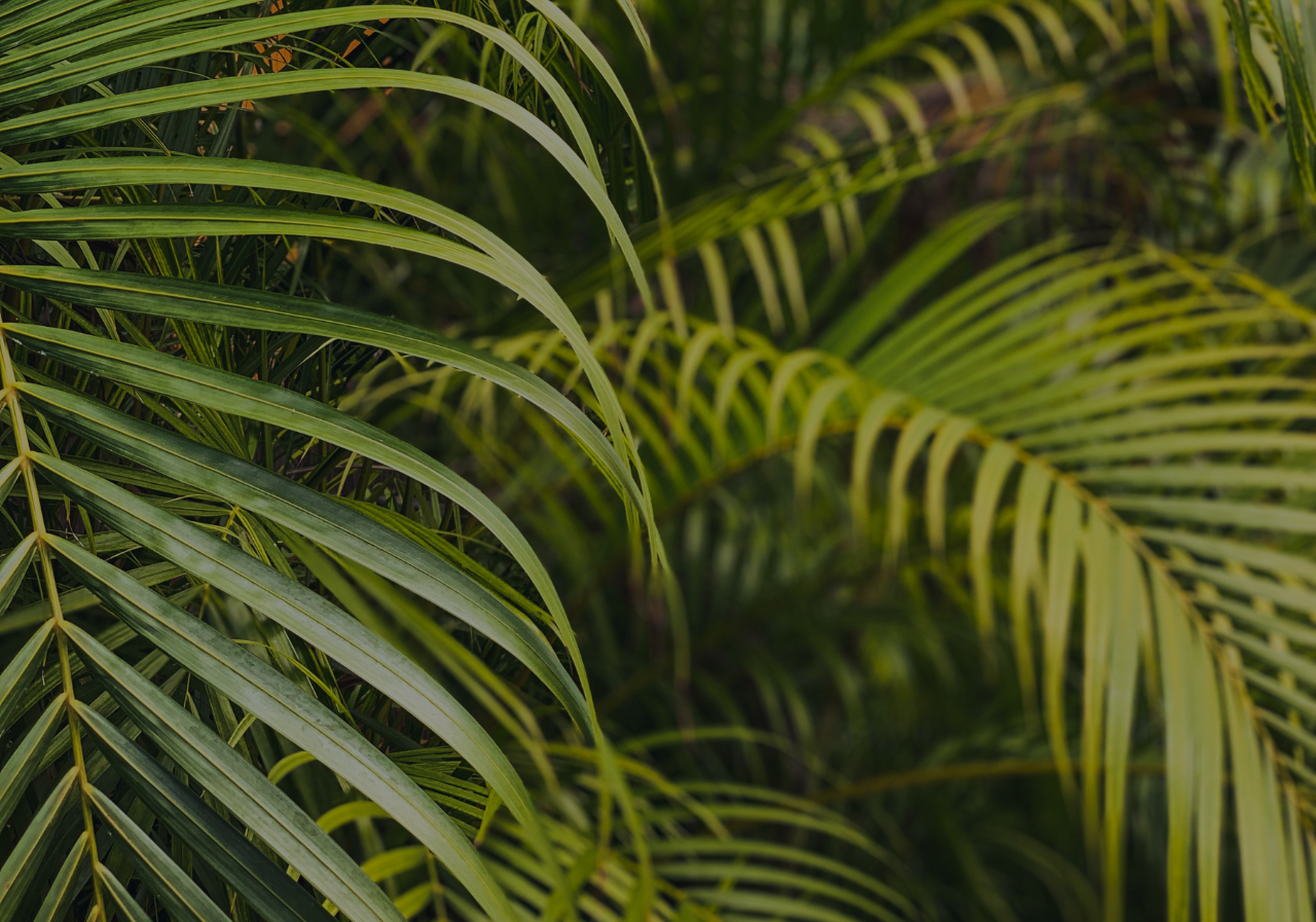 Feuilles de palmier luxuriantes, parfait pour Port Hotels: Huerto del Cura.