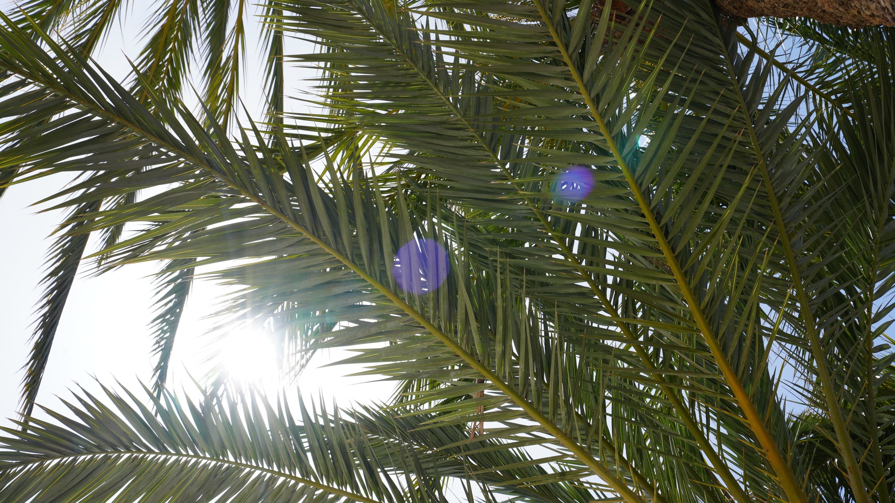 el sol brilla a través de las hojas de una palmera