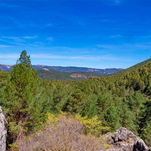 a lush green forest with mountains in the background