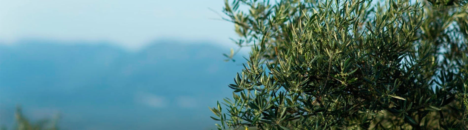 cuatro cajas de regalo verdes con lazos negros sobre un fondo verde