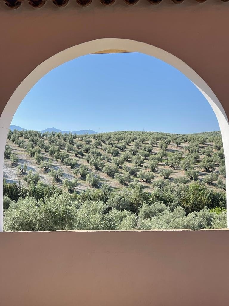 a view of a lush green field through an arched window