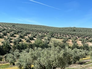 un campo de olivos en una colina con un cielo azul
