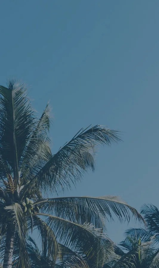 una piscina con palmeras en el fondo y un cielo azul .
