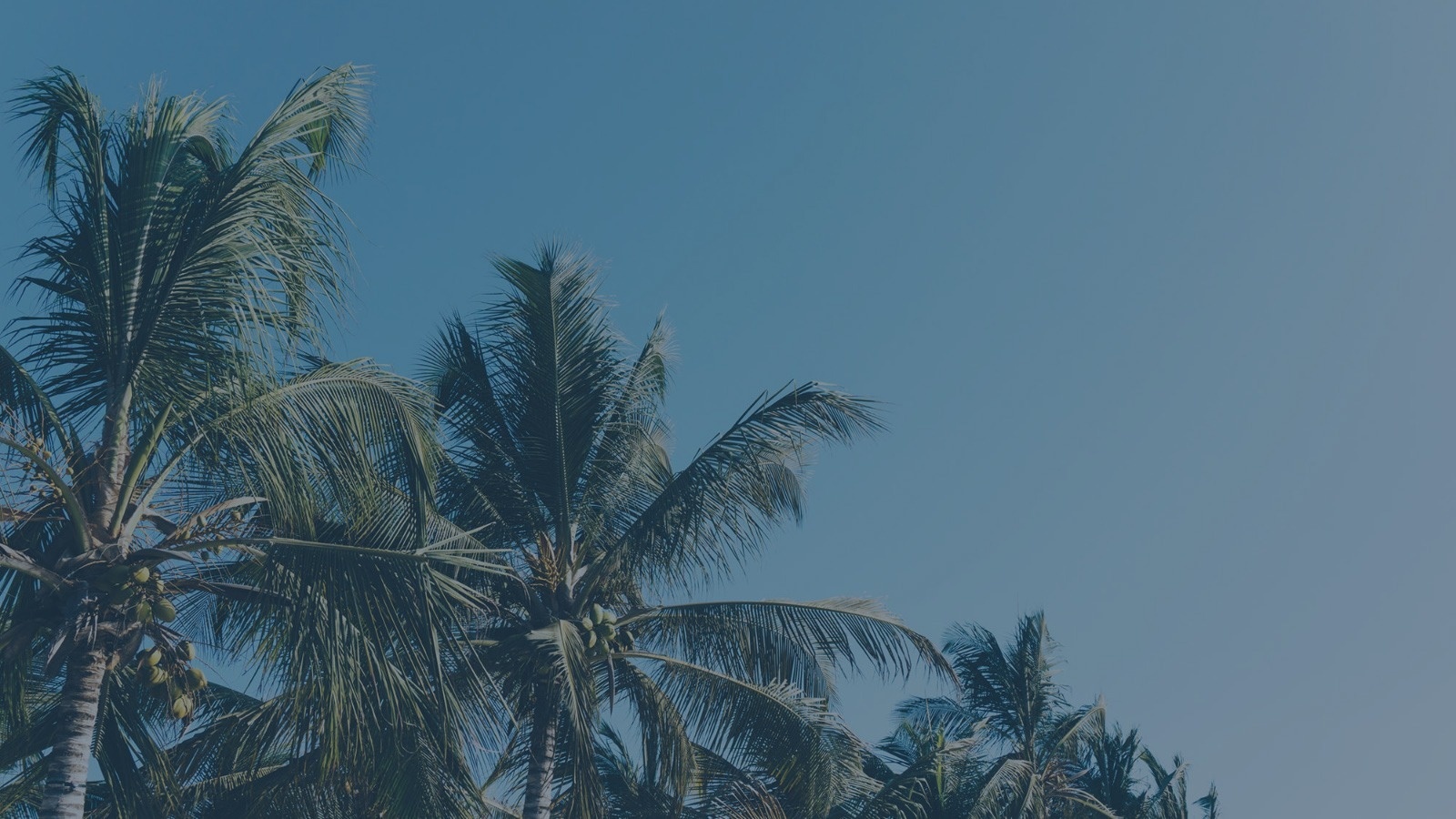une piscine entourée de chaises longues et de palmiers avec un ciel bleu en arrière-plan .