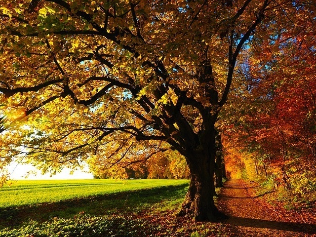 un chemin traverse un champ verdoyant entouré d' arbres aux feuilles jaunes et rouges