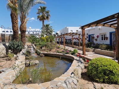 un estanque rodeado de plantas y palmeras en un patio - 