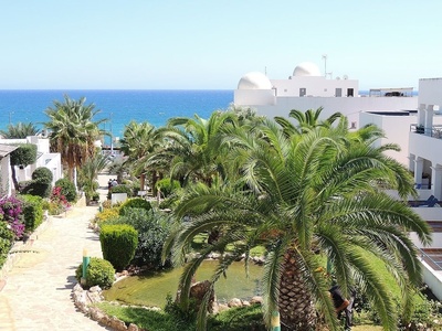 a white building with a palm tree in front of it
