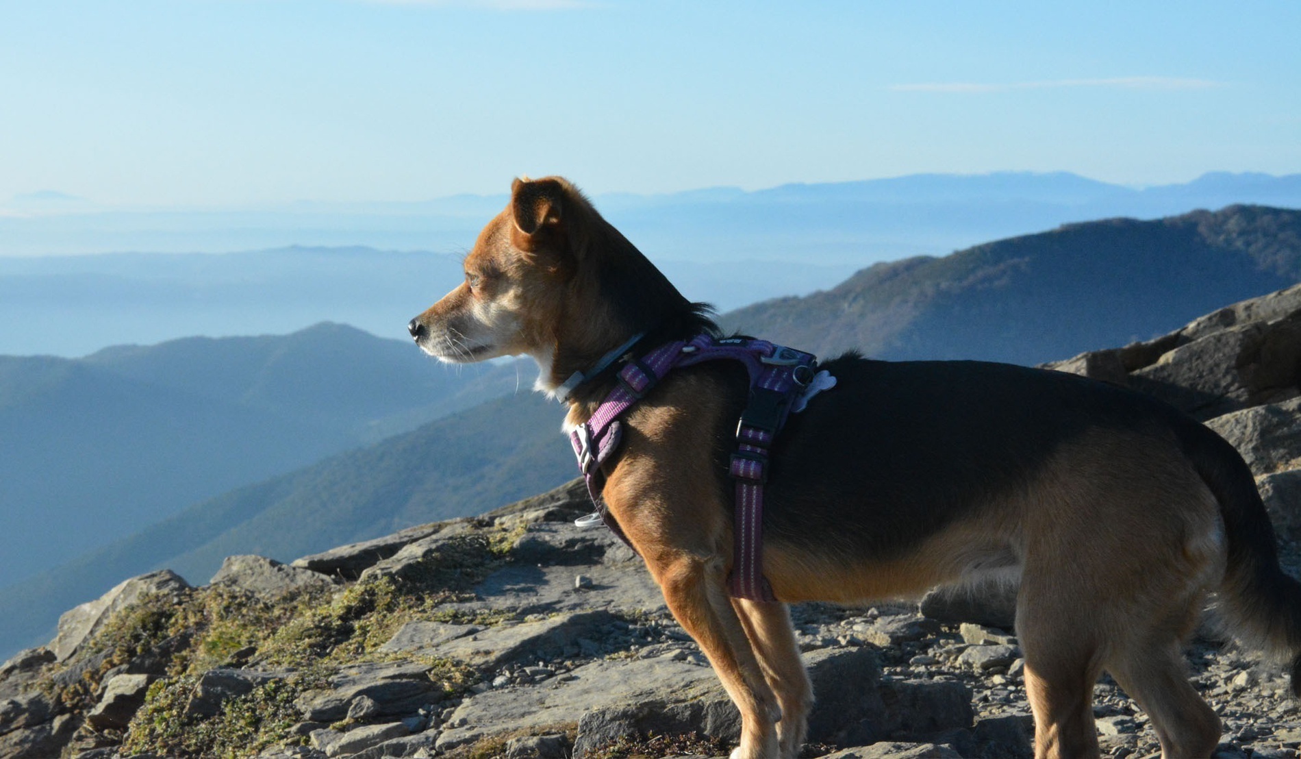 a brown and black dog wearing a purple harness stands on a rocky hillside