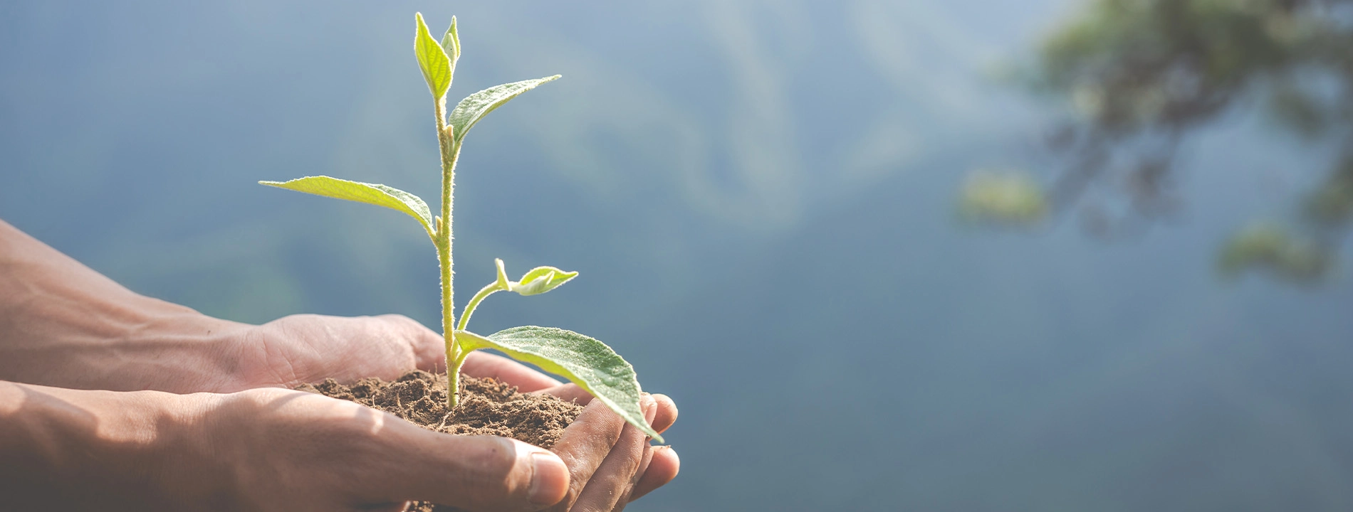 Hands holding a young plant, symbol of growth and sustainability, perfect for Hotel PYR Fuengirola.