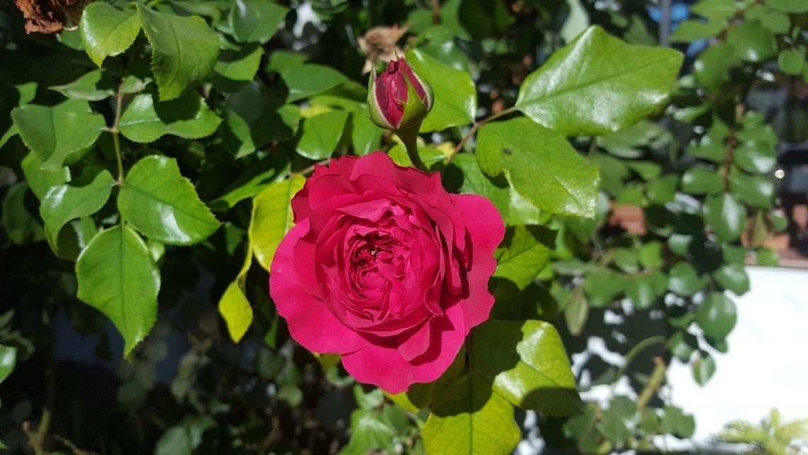 una rosa rosa está rodeada de hojas verdes