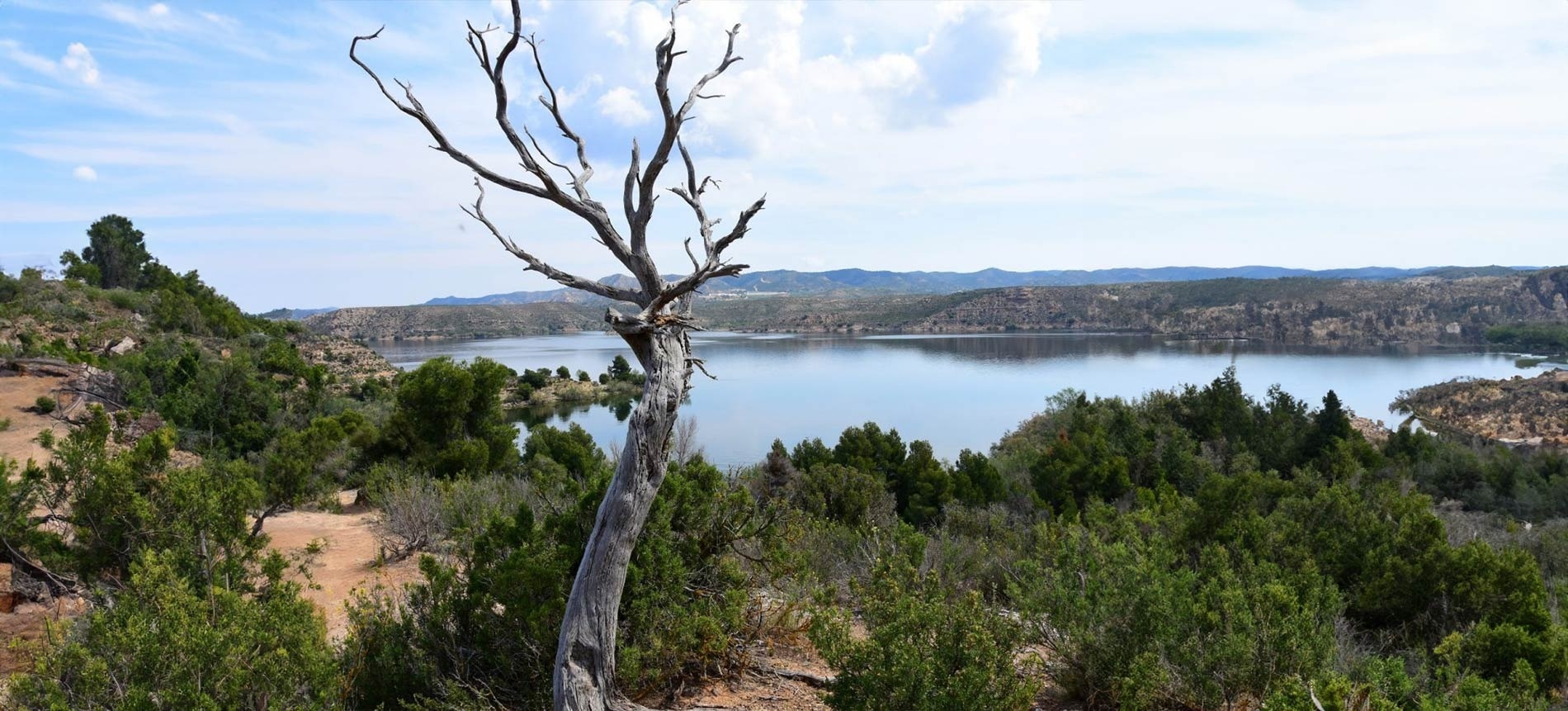 een dode boom staat voor een meer met bergen op de achtergrond